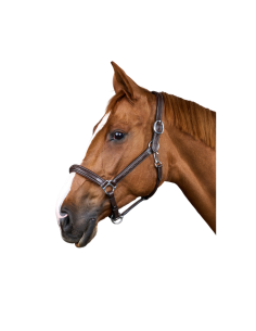 Dy'on Fancy Halter 2