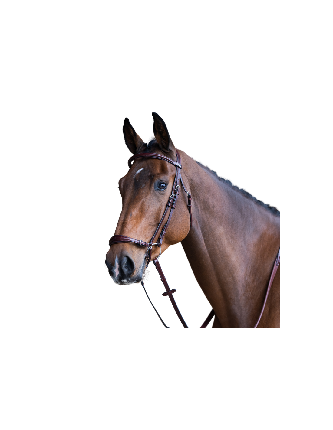 Martingale Pour Cheval – Modèle Debout Et Allemande (Sans Marque)