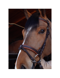 Canter Chaman Privilège Equitation Bridle