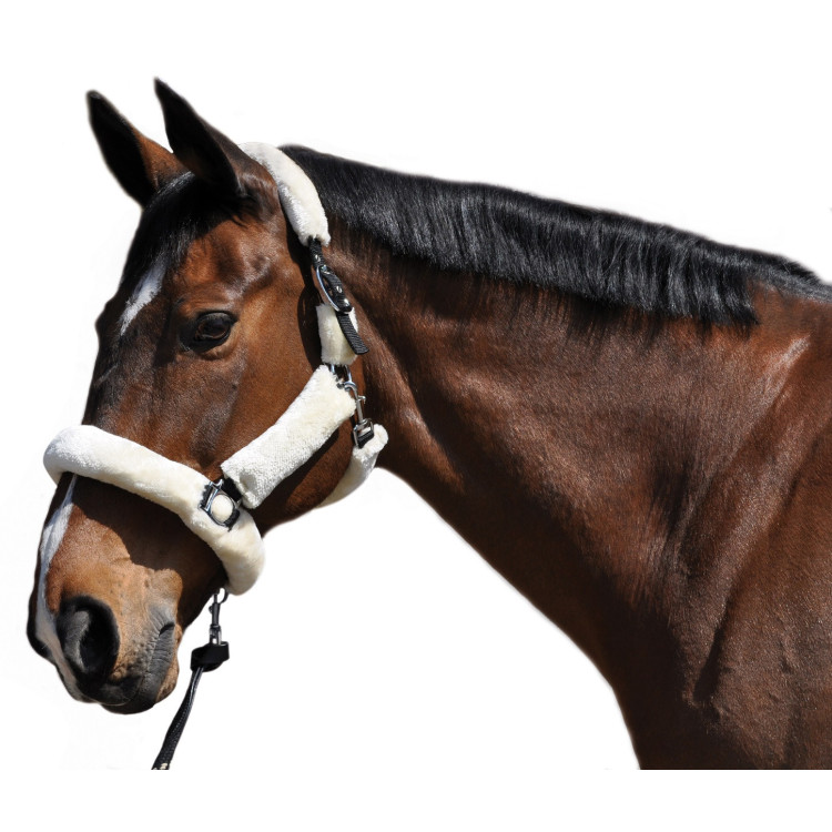 Licol de transport Flags & Cup