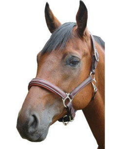 Licol Privilège Equitation Royan