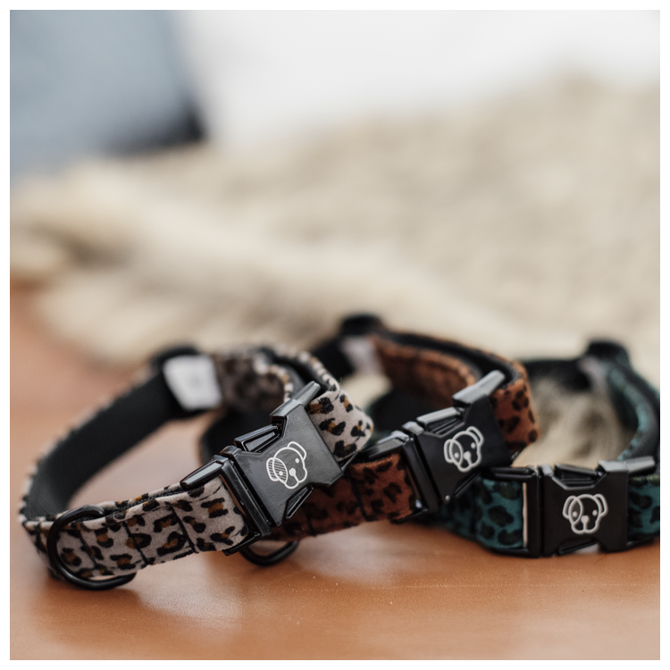 Collier pour Chien Kentucky Léopard