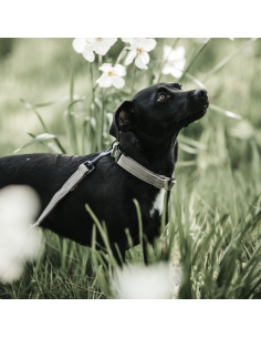 Kentucky Lizard Dog Collar 2