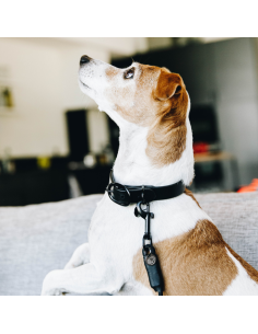 Collier Pour Chien Kentucky Soft Rubber noir 2