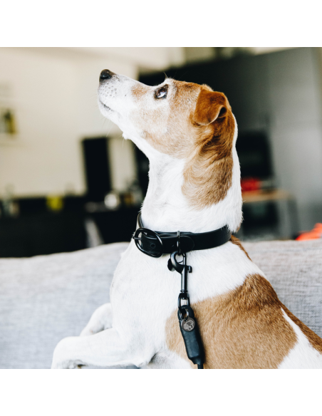 Collier Pour Chien Kentucky Soft Rubber noir