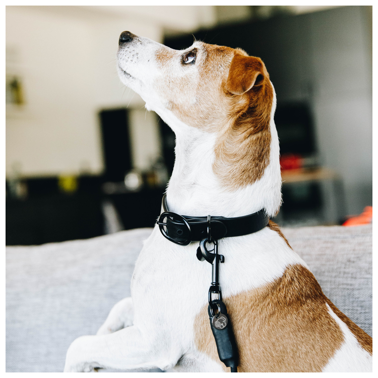 Collier Pour Chien Kentucky Soft Rubber noir