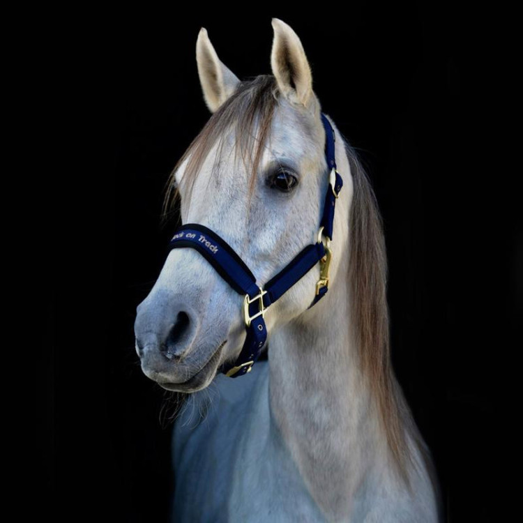 Licol Back On Track Werano marine