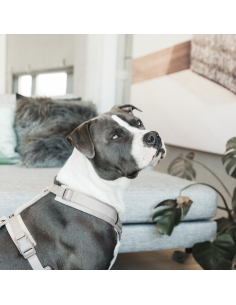 Harnais Kentucky Velvet 2