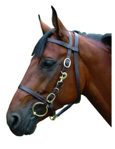 Bridon licol large Chetak