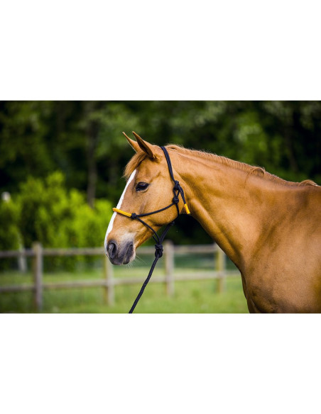 Licol Ethologique + Longe Norton "Fun Colour" Noir/orange néon