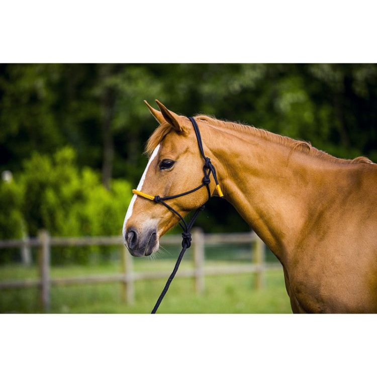 Licol Ethologique + Longe Norton "Fun Colour" Noir/orange néon