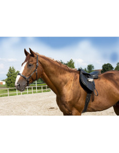 Licol Cuir Grooming Eric Thomas "Pro" 2