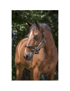 Licol Cuir Norton Pro "Grooming" Noir