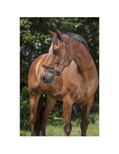 Licol Cuir Norton Pro "Grooming" Noir 2