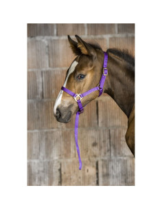 Licol-Foal-Longe-Norton-Violet