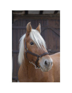 Licol-Norton-Pro-Cheval-De-Trait-Rouge 2