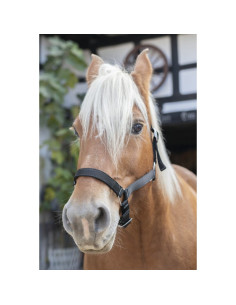 Licol-Norton-Cheval-De-Trait-Noir