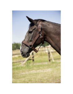Licol-Norton-Cheval-De-Trait-Noir 2