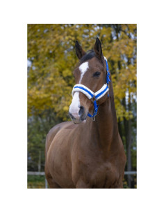 Licol-Norton-Confort-Bleuvif