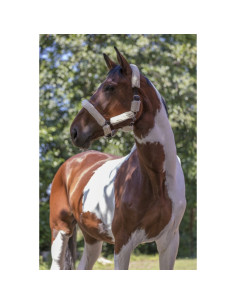 Licol-Norton-Full-Mouton-Synthétique-Choco-Mouton-écru