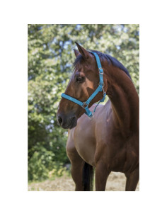 Licol-Norton-Fluo-Doublé-Bleu