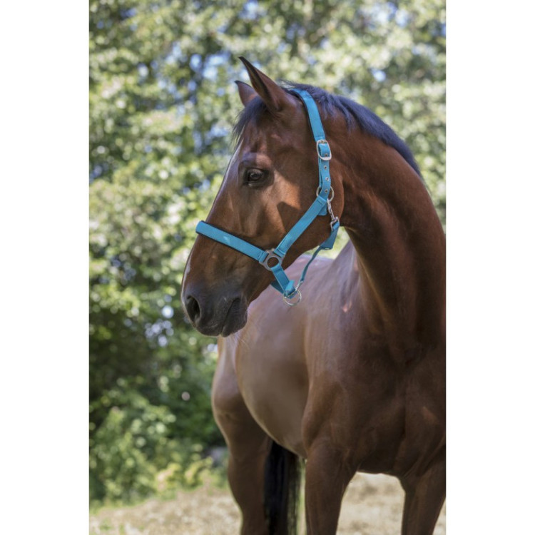 Licol-Norton-Fluo-Doublé-Bleu