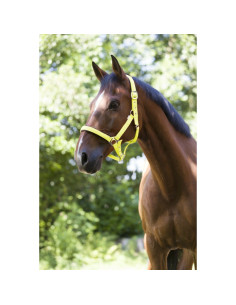 Licol-Norton-Fluo-Doublé-Bleu 2