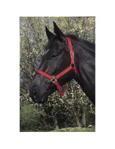 Licol Riding World 2