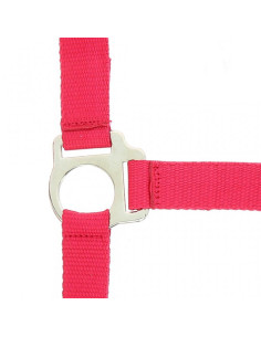 Licol + Longe Riding World "Club" 2