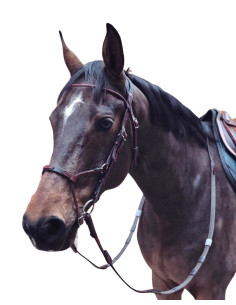 Bridon IHWT Evolution Infinity havane