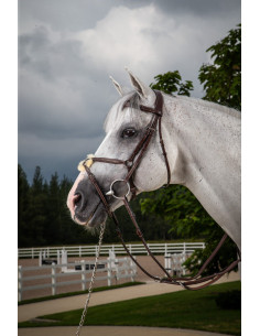 Bridon Dy'on Muserolle Croisée Hunter brun 2