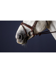 Muserolle Combinée Dy'on NEC brun 2