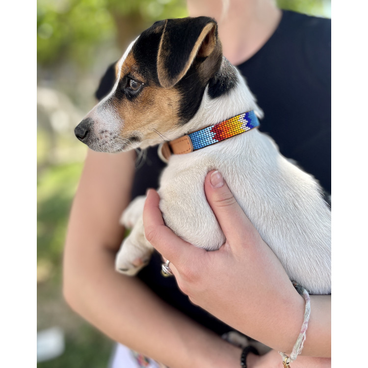 Collier Pour Chien Ahorasi Mia XS1