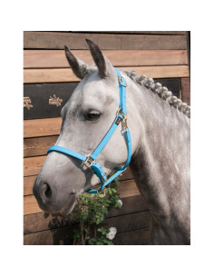 TdeT Biotack Halter 2