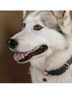 Kentucky Vegan Dog Collar 2