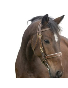 Randol's Stitched Walking Bridle/Halter