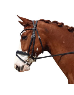 Bridle IHWT Evolution...