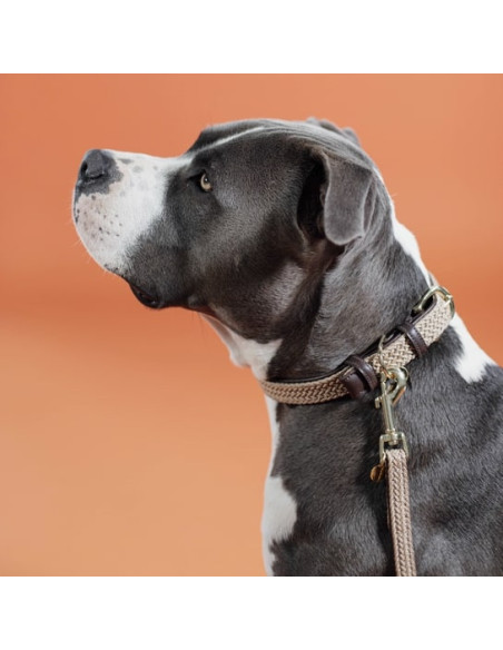 Collier Pour Chien Kentucky Nylon Beige