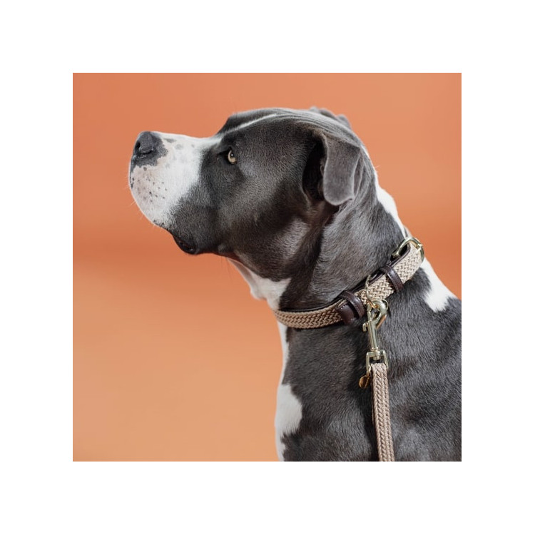 Collier Pour Chien Kentucky Nylon Beige