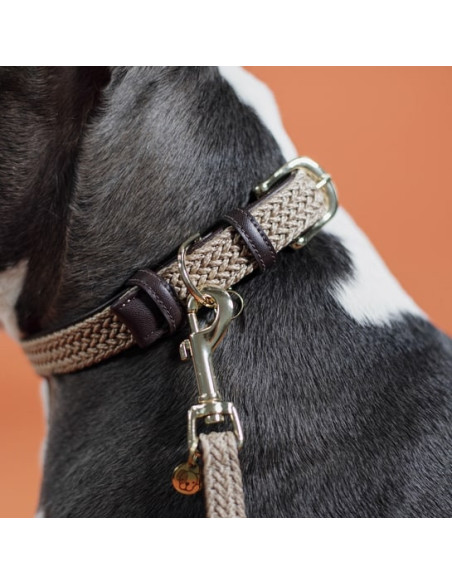 Collier Pour Chien Kentucky Nylon Beige