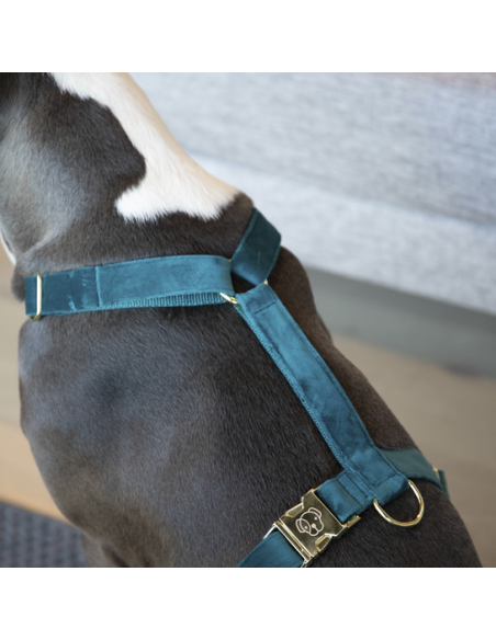 Harnais Loop Kentucky Velvet