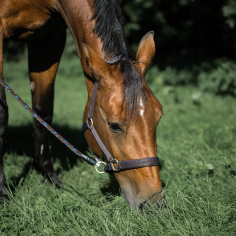 Licol pour cheval Covalliero TopLine - Vert - Full
