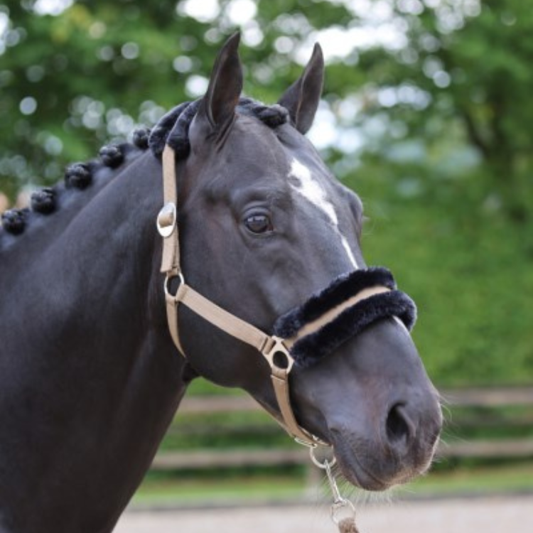 Licol Covalliero ClassicSoft cappucino