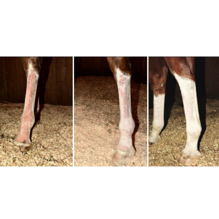 Chaussettes Contention Cheval : Innovation Equi Flexsleeve