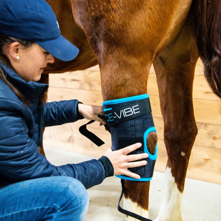 Guêtres Horseware Ice Vibe jarrets