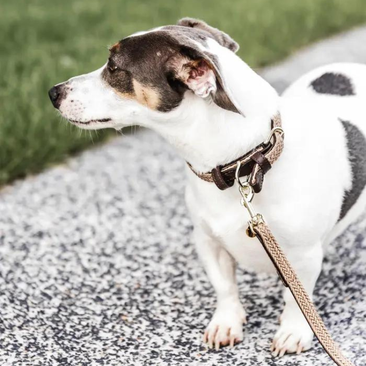 Laisse Kentucky Nylon Tressé 120 cm beige