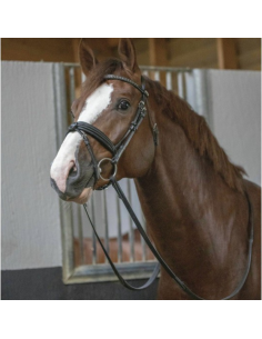 Penelope "Daily" Bridle Black 2