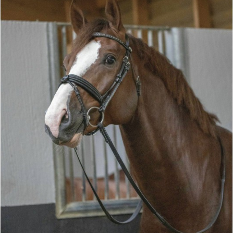 Bridon Penelope "Daily" Noir