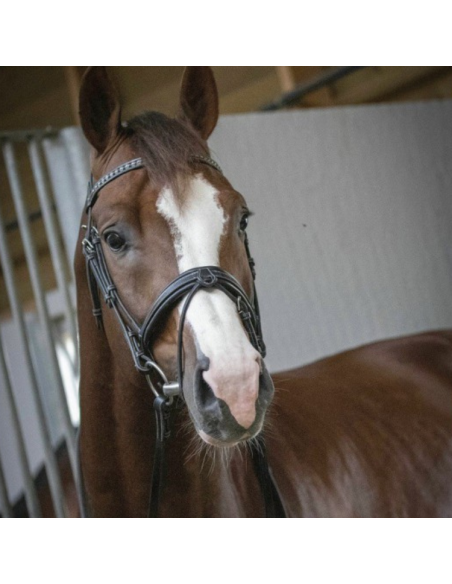 Bridon Penelope "Daily" Noir