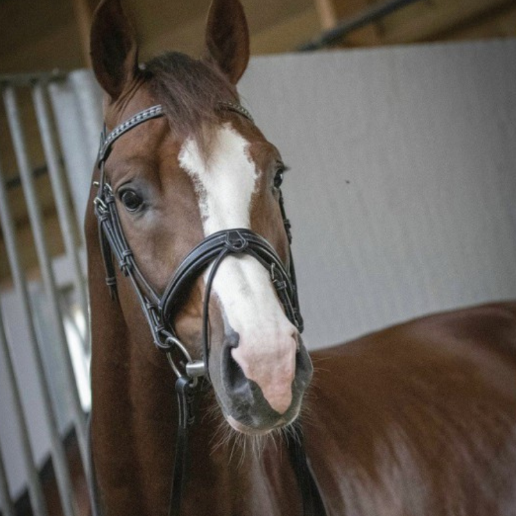 Bridon Penelope "Daily" Noir